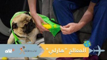 شاهد.. كلب يعالج طاقما طبيا في مستشفى مكسيكي
