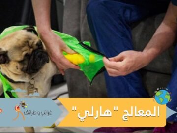 شاهد.. كلب يعالج طاقما طبيا في مستشفى مكسيكي