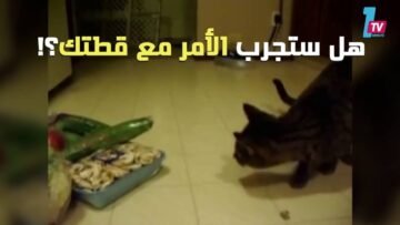 في معركة الثبات والفزع.. الخيار يهزم القطط