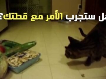 في معركة الثبات والفزع.. الخيار يهزم القطط