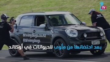 إذا سافرت نيوزيلندا فلا تندهش من الكلاب التي تقود السيارات