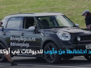 إذا سافرت نيوزيلندا فلا تندهش من الكلاب التي تقود السيارات