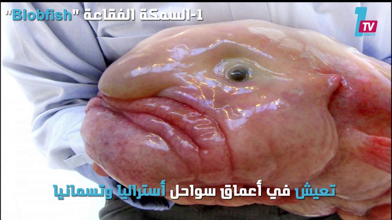 التحميل المسبق صورة