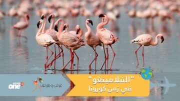 الوجه الآخر لكورونا: طيور الفلامينغو تغطي سماء الهند