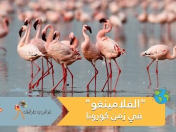 الوجه الآخر لكورونا: طيور الفلامينغو تغطي سماء الهند