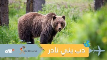 ثبتوا كاميرات سرية واكتشفوا أنهم صوروا دبا بنيا يظهر لأول مرة منذ 150 عاما