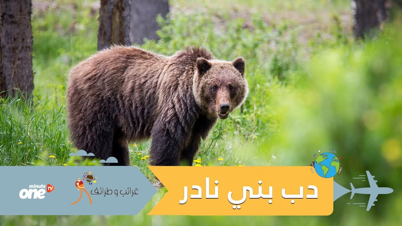 التحميل المسبق صورة