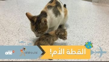 شاهد.. قطة تحمل صغيرها المريض إلى المستشفى في إسطنبول.