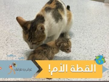 شاهد.. قطة تحمل صغيرها المريض إلى المستشفى في إسطنبول.