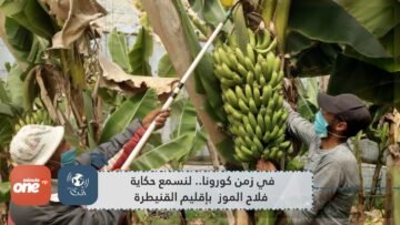 في زمن كورونا.. لنسمع حكاية  فلاح الموز  بإقليم القنيطرة
