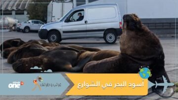 غاب البشر فانطلقت أسود البحر إلى الشوارع
