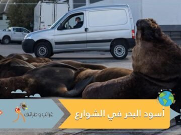 غاب البشر فانطلقت أسود البحر إلى الشوارع