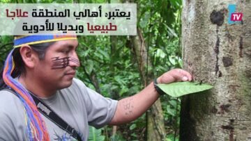 شجرة تنزف الدم عند قطعها