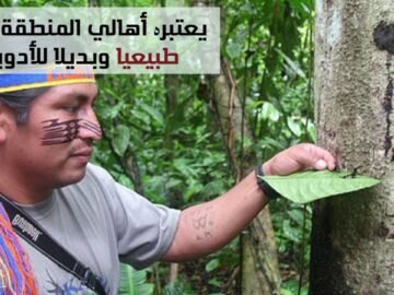 شجرة تنزف الدم عند قطعها