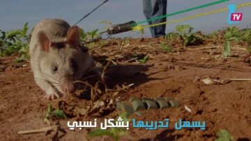 كتائب من كمبوديا لاكتشاف حقول الألغام بإفريقيا والراتب ثمرة فاكهة