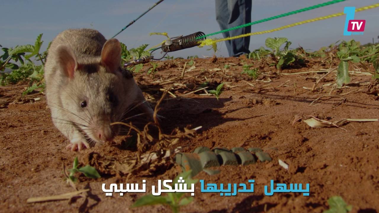 التحميل المسبق صورة