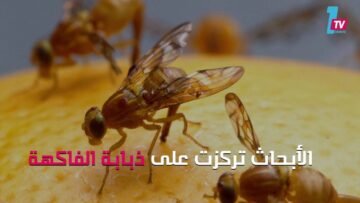 علميا..  هل تنتهي الحياة في دوامة الموت