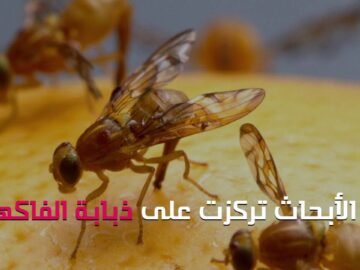 علميا..  هل تنتهي الحياة في دوامة الموت