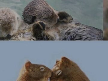 الحب أجمل داخل ممكلة الحيوانات