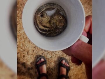 حيوانات أصحاب مزاج تنام أينما تشاء