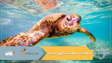 كورونا يظهر للعالم سلاحف عملاقة مهددة بالانقراض.. مختفية منذ عقود وأصبحت تجتاح الشواطئ