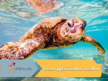 كورونا يظهر للعالم سلاحف عملاقة مهددة بالانقراض.. مختفية منذ عقود وأصبحت تجتاح الشواطئ