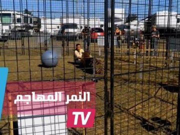 نمر يهاجم مدربته وينشر الرعب وسط الحضور