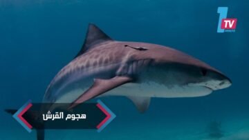 صياد يتعرض لهجوم من قبل سمكة قرش   شاهد ماذا حدث!