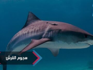 صياد يتعرض لهجوم من قبل سمكة قرش   شاهد ماذا حدث!
