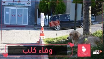 بالفيديو– كلب ينتظر صاحبه التركي المريض أمام المستشفى منذ 5 أيام
