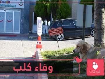 بالفيديو– كلب ينتظر صاحبه التركي المريض أمام المستشفى منذ 5 أيام