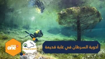 خزان محتمل لأدوية السرطان ومضادات الآلام.. اكتشاف أقدم غابة تحت الماء لم يصلها البشر منذ 60 ألف عام