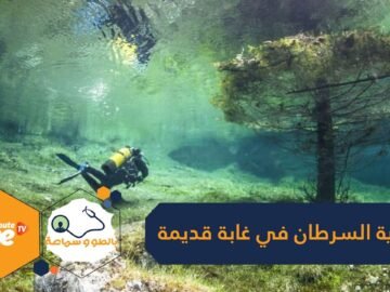 خزان محتمل لأدوية السرطان ومضادات الآلام.. اكتشاف أقدم غابة تحت الماء لم يصلها البشر منذ 60 ألف عام