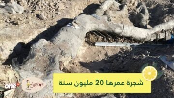 شاهد.. العثور على شجرة في اليونان عمرها 20 مليون سنة