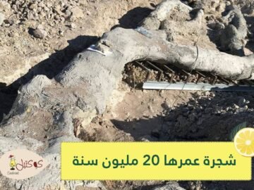 شاهد.. العثور على شجرة في اليونان عمرها 20 مليون سنة