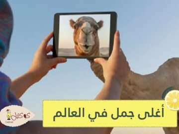 بسعر 200 مليون ريال.. شاهد أغلى جمل في العالم