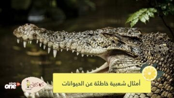 أعمى كالخفاش ويبكي دموع التماسيح.. 3 أمثال شعبية توحي بمعلومات خاطئة عن الحيوانات
