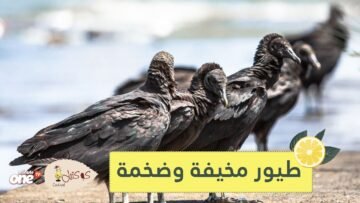 3 طيور مخيفة ستجعلك تغير نظرتك التقليدية عن لطافتها