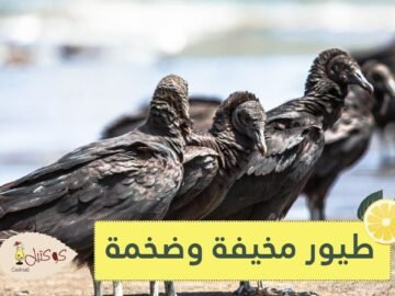 3 طيور مخيفة ستجعلك تغير نظرتك التقليدية عن لطافتها