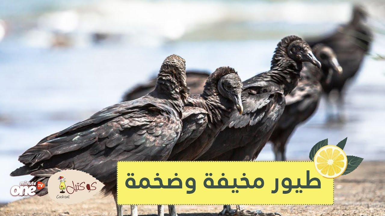 التحميل المسبق صورة