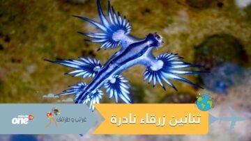 بالصدفة.. طفل يعثر على 4 تنانين زرقاء نادرة