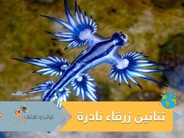 بالصدفة.. طفل يعثر على 4 تنانين زرقاء نادرة