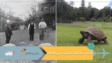 عاصرت 40 رئيسا أميركيا.. تعرف على أقدم سلحفاة معمرة في العالم