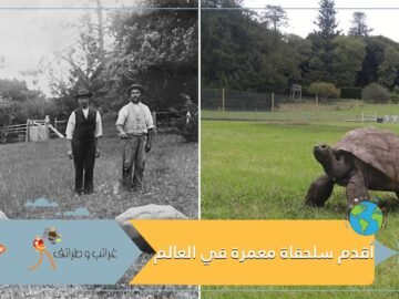 عاصرت 40 رئيسا أميركيا.. تعرف على أقدم سلحفاة معمرة في العالم