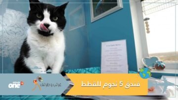 فنادق 5 نجوم للقطط في بريطانيا