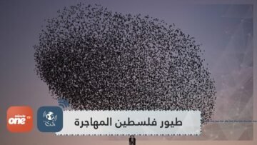 فلسطين موطن 500 مليون طير مهاجر