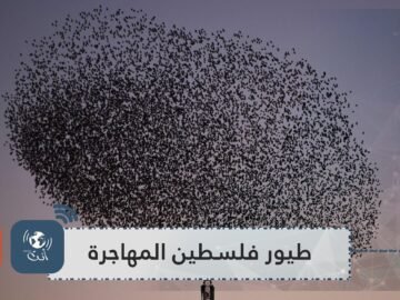 فلسطين موطن 500 مليون طير مهاجر