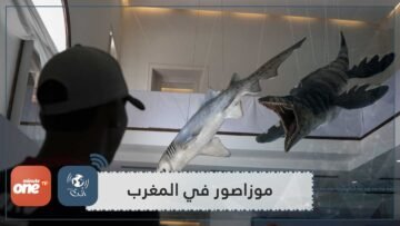 عمره أكثر من 60 مليون عاما.. اكتشاف موزاصور في المغرب