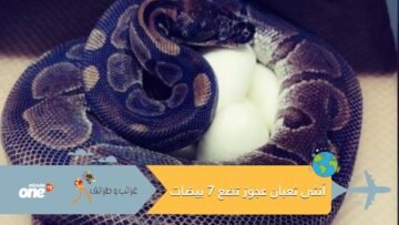 لغز بلا حل.. أكبر أنثى ثعبان تضع 7 بيضات من دون ذكر