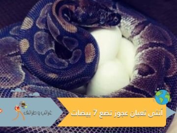 لغز بلا حل.. أكبر أنثى ثعبان تضع 7 بيضات من دون ذكر